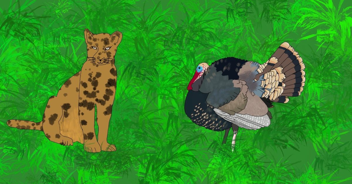 Fern’s Thanksgiving Friend